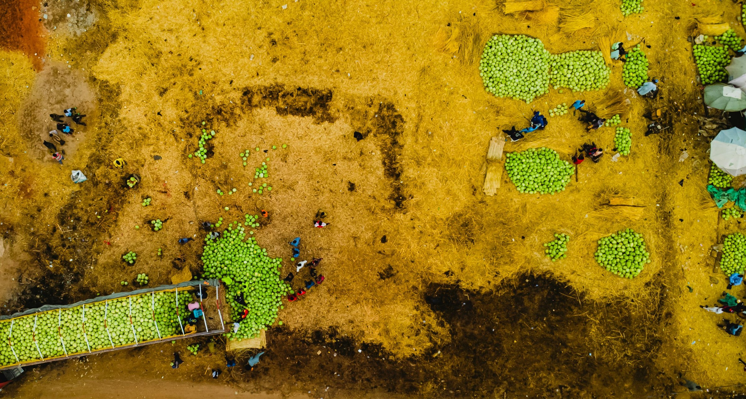 Aggregating smallholder maize for premium markets
